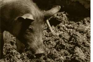 Alberta Government Increases Efforts to Battle Feral Pigs