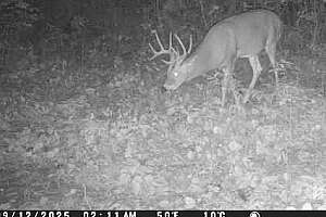 Big 5x5 Evolved food plot