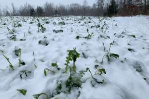 Little Field in late November