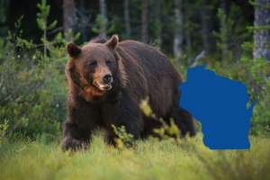 Wisconsin Bear Hunters Get More Opportunities for 2026 Season
