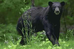 Louisiana Hunters Report 16 Black Bears Including a 565 pounder