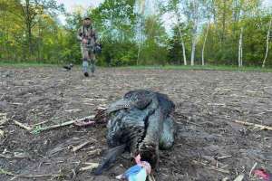 Turkey bowhunter walking up on dead turkey