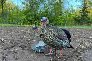 Jake and hen decoy setup