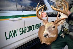 Land Between the Lake poached buck web
