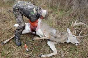 Kayser field dressing whitetail