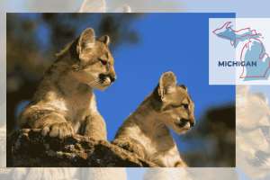 Michigan Cougar Cubs Still Romping Around the Upper Peninsula