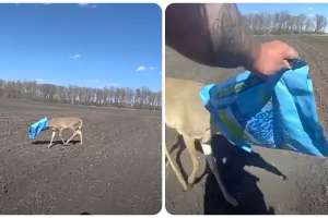 Deer head stuck in bag