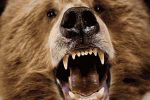 Tooth Based Ages Available for Vermont Bear Hunters Tooth Based Ages Available for Vermont Bear Hunters