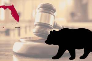 Florida Bear Hunting Lawsuit Moves Forward