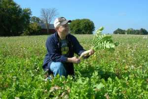 Web Deer Radish with buckwheat and peas planted 8 14