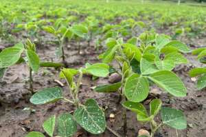 Web Mc Dougal soybeans