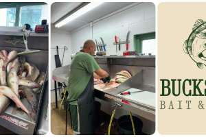 Walleye cleaning collage