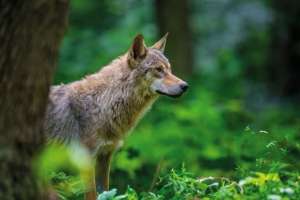 Fish and Wildlife Commission approves quotas for wolf hunting and trapping season