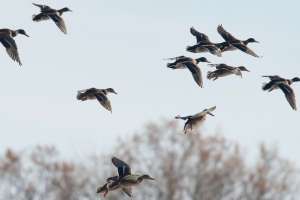 Group of ducks flying lead pic