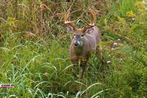 Early season buck moving in bedding cover