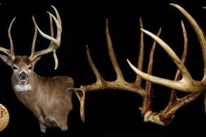 Historic BC buck