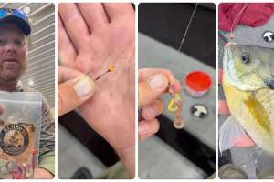 Live Bait Rigging Bluegill tip