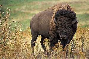 Bison 640 181004 095517