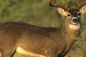 Broadside whitetail beauty