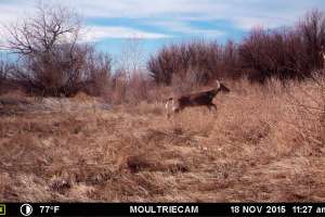 Moultrie 11 20 180