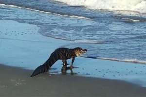 Myrtle Beach gator
