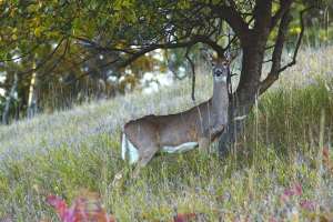 Shooting a doe