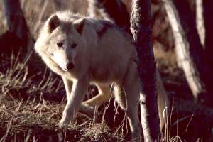 Wolf copyright Mark Kayser