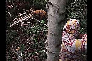 Bear700