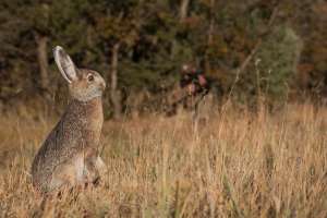 Rabbit decoy gallery 1