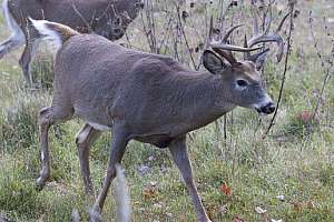 Vaz still hunting october lead 181003 162016