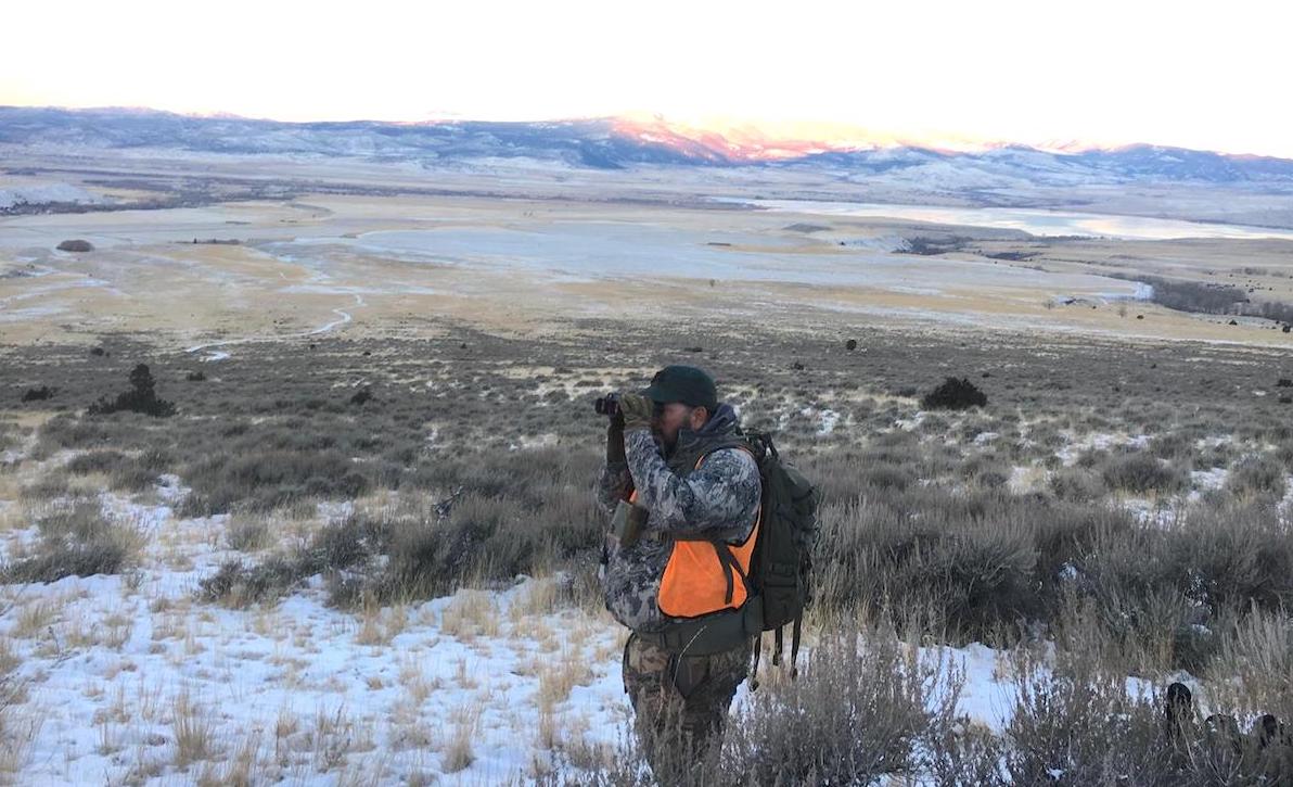 elk leaving mountains open plains