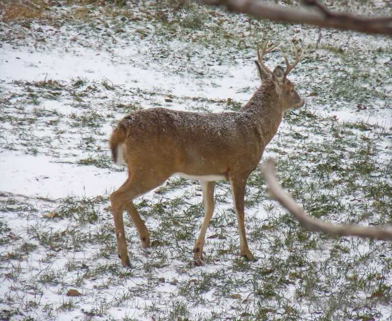 Web WB363 Whitetail buck visiting food plot in snow squall copyright Mark Kayser