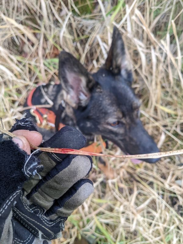 Web bear blood on grass with Stern