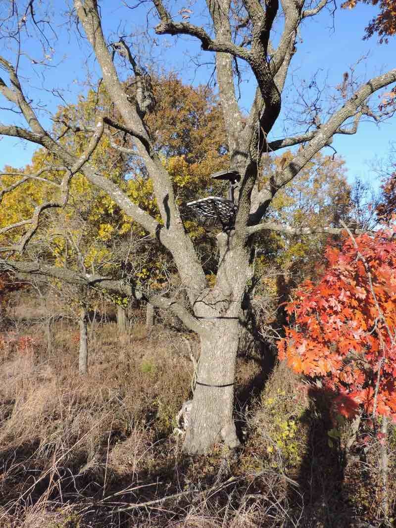Web treestand 3